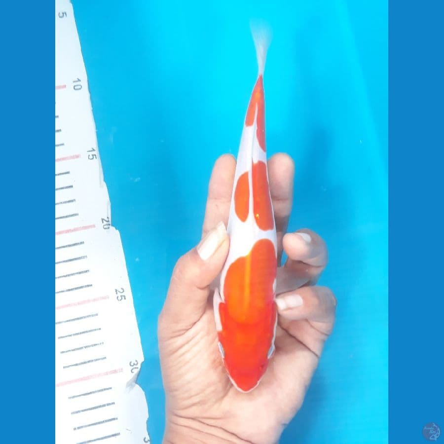 kohaku doit 20cm