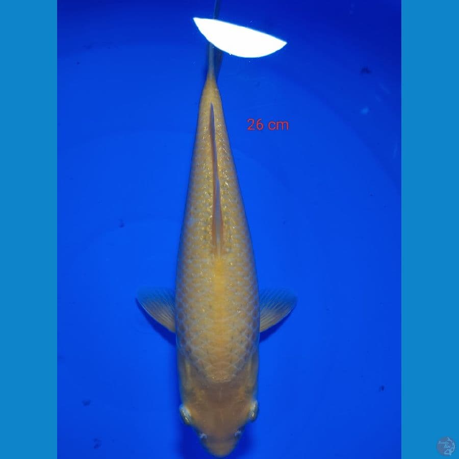 KARASI CORN 26 CM
