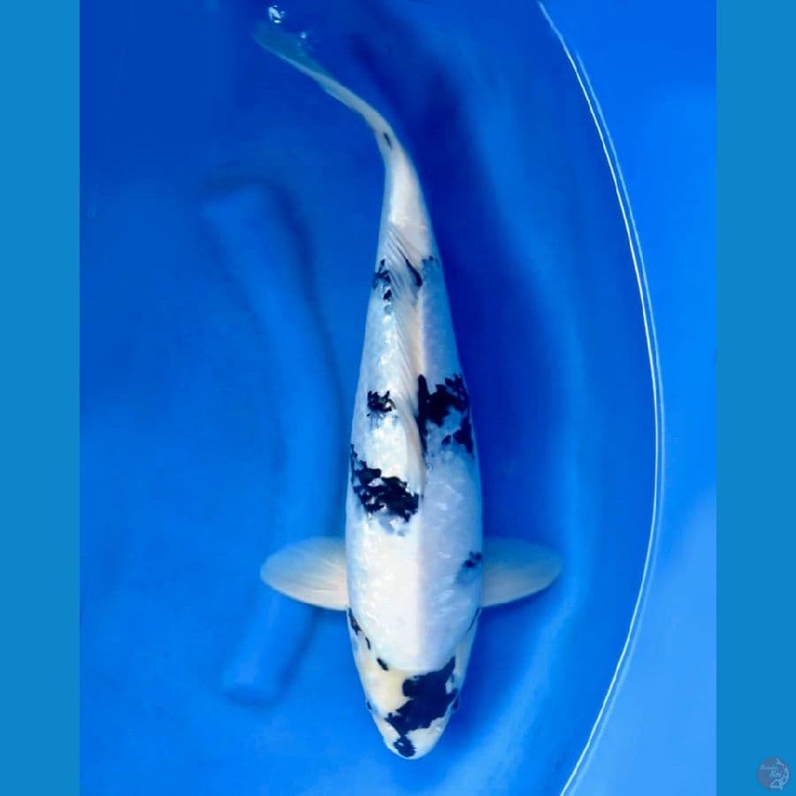 48cm - Male Shiro Ginrin