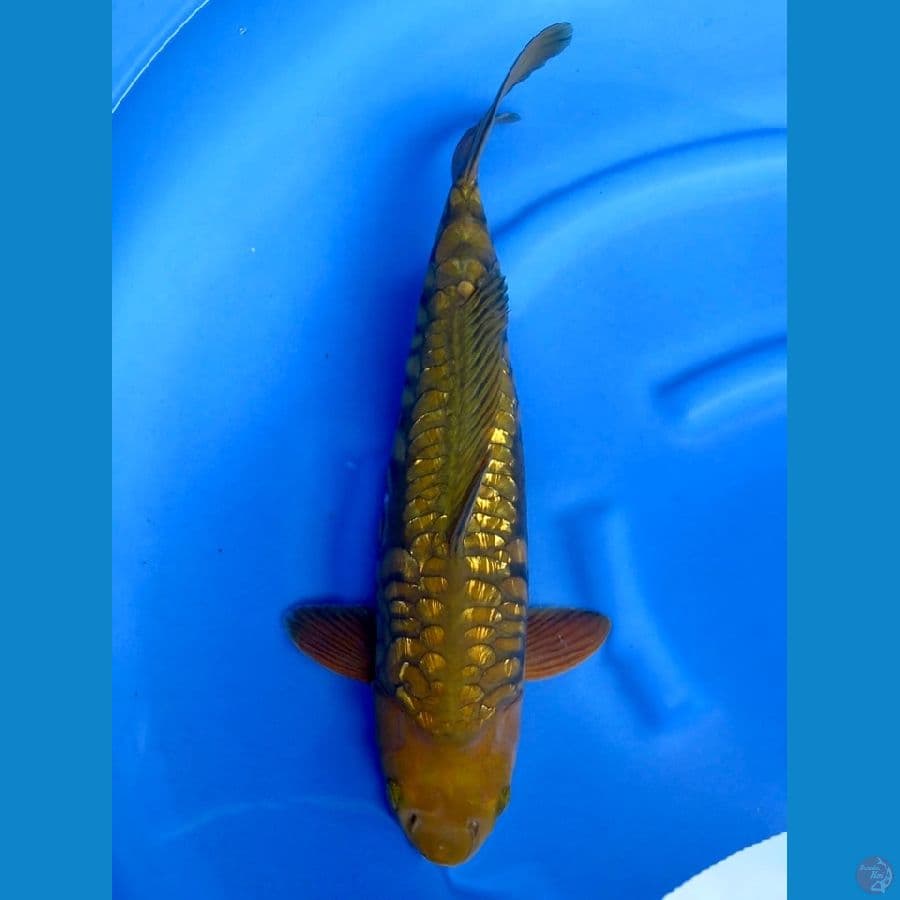 53cm - male aragoke