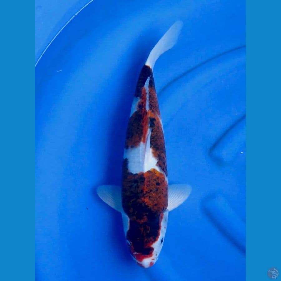 49cm - male budo koromo
