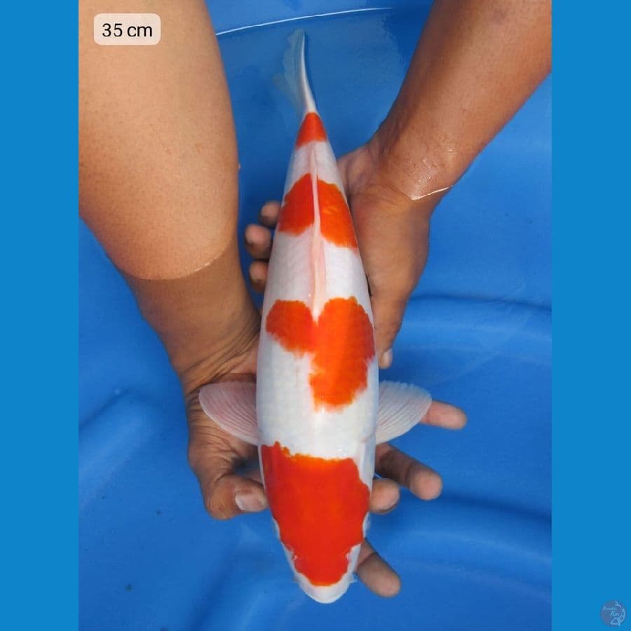 35cm - F1 yondan kohaku