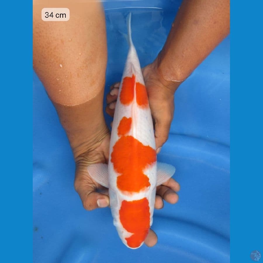 34cm - F1 kohaku