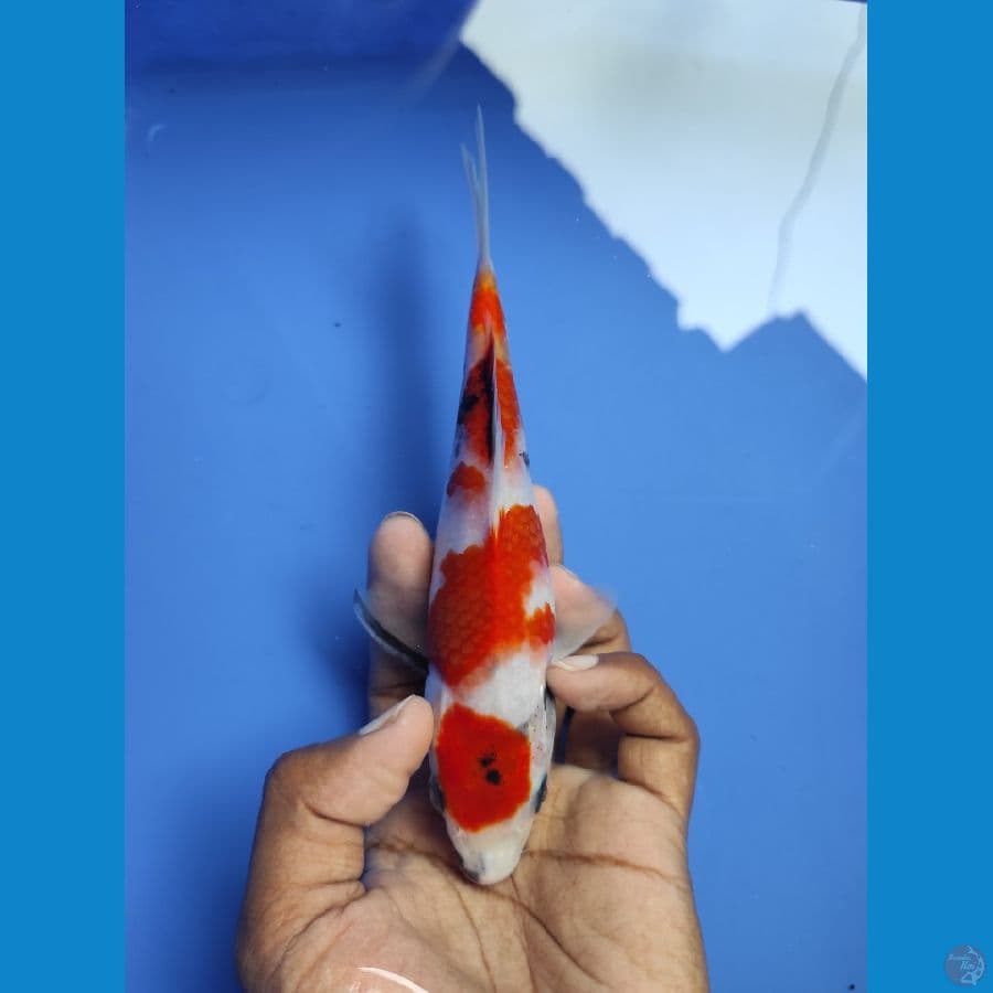 MARUTEN SHOWA 18CM