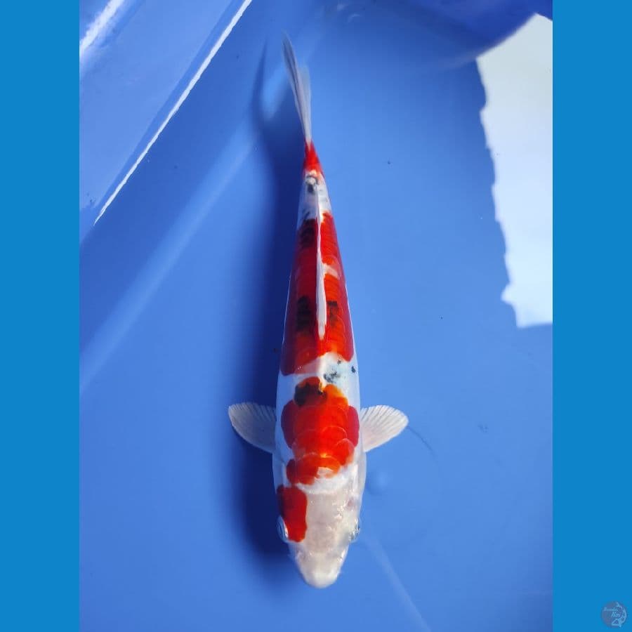 HESEY NISHIKI 23CM