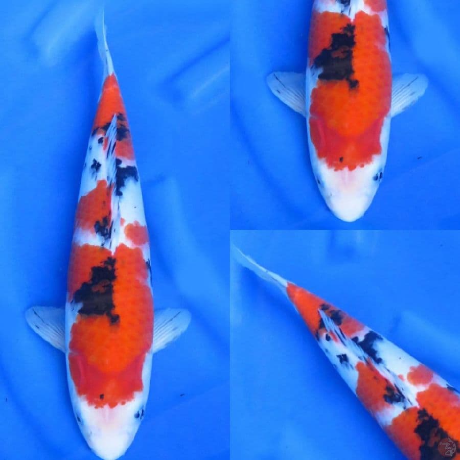 34cm , Bulky Sanke Male