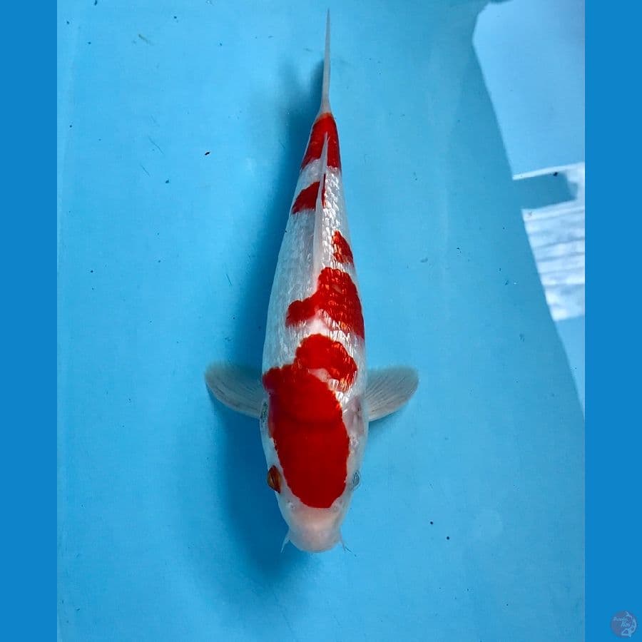 kohaku ginrin 30cm