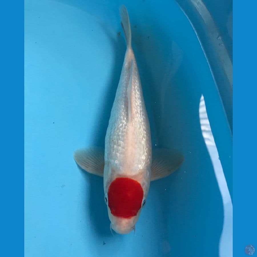 tancho ginrin 28cm