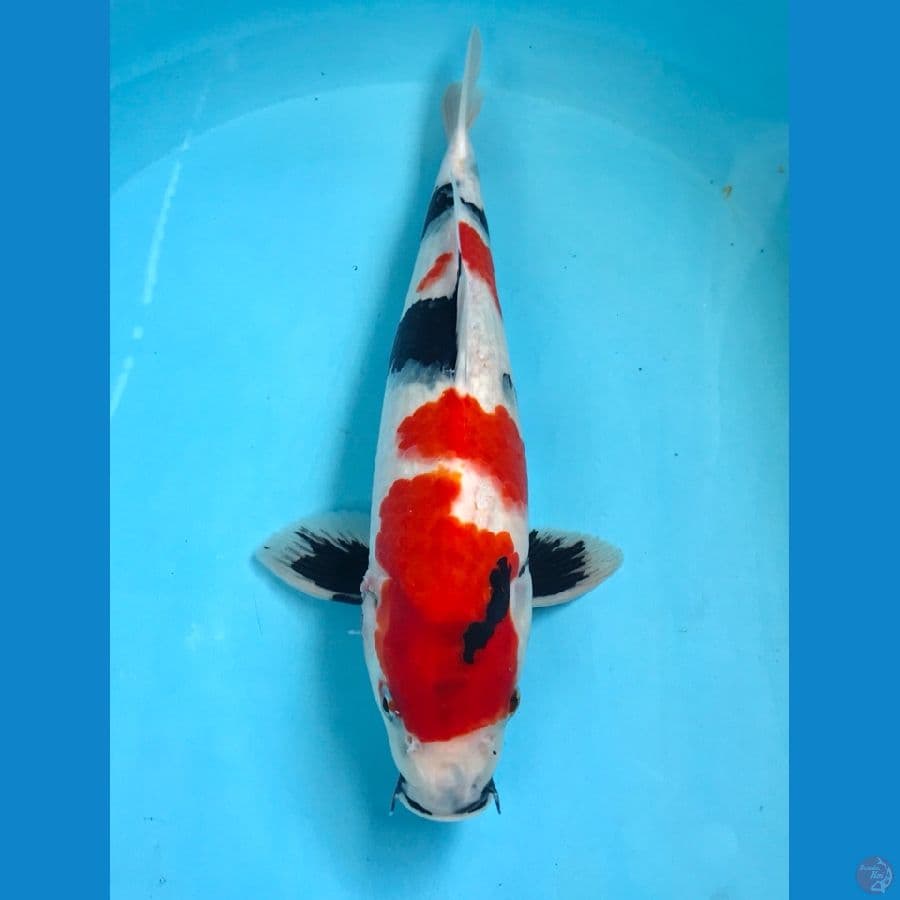 showa 34cm