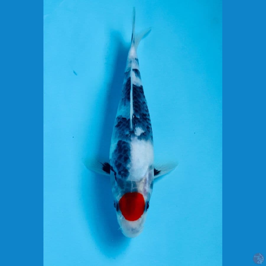 tancho showa 23cm