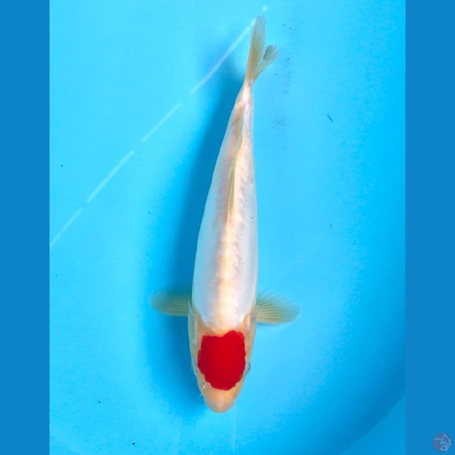 tancho kohaku doit 27cm
