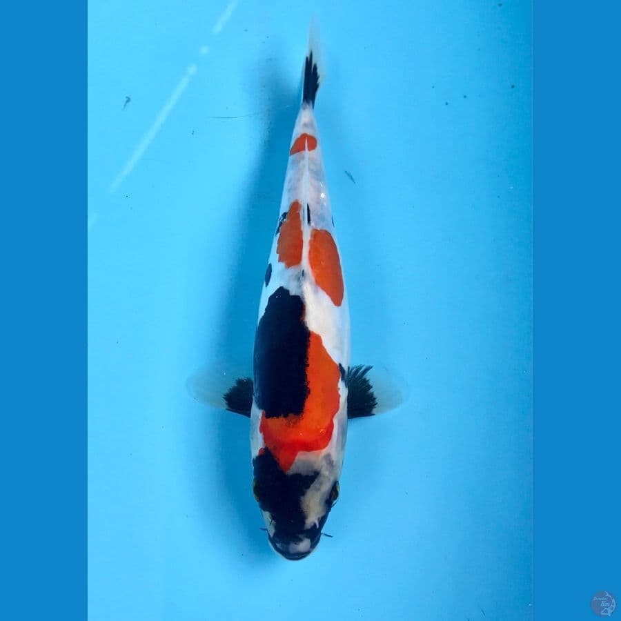 showa doitsu 22cm