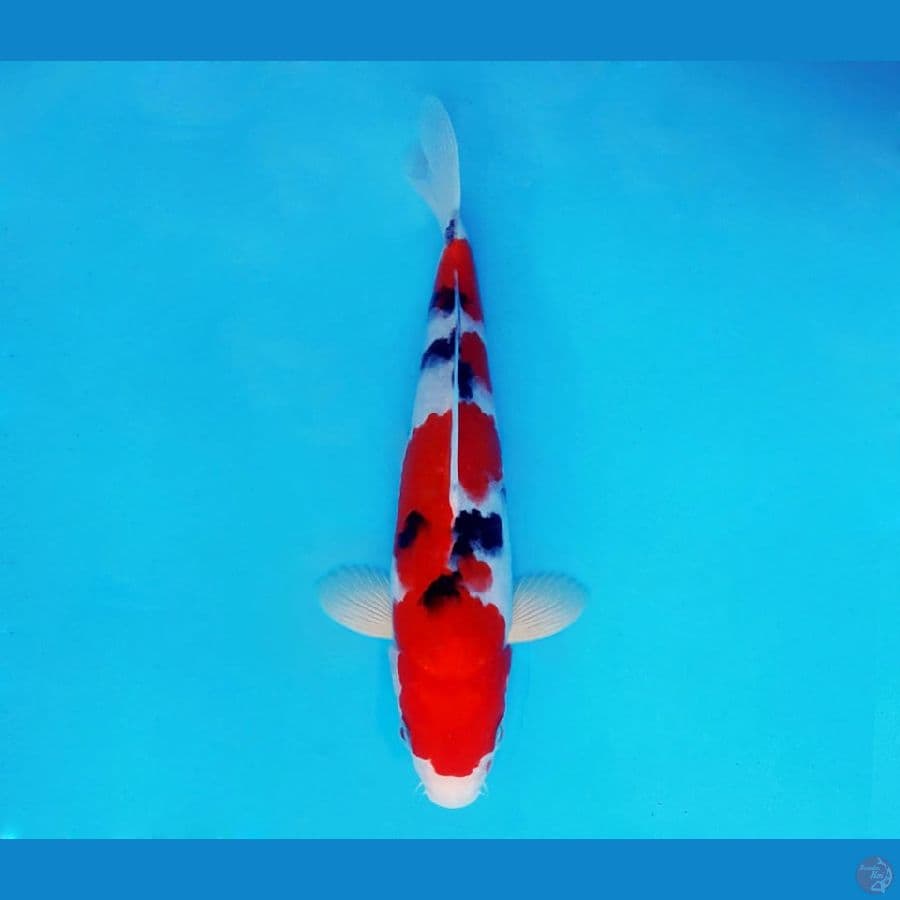 MAGURO 3 - Taisho Sanke 21 cm/male ™