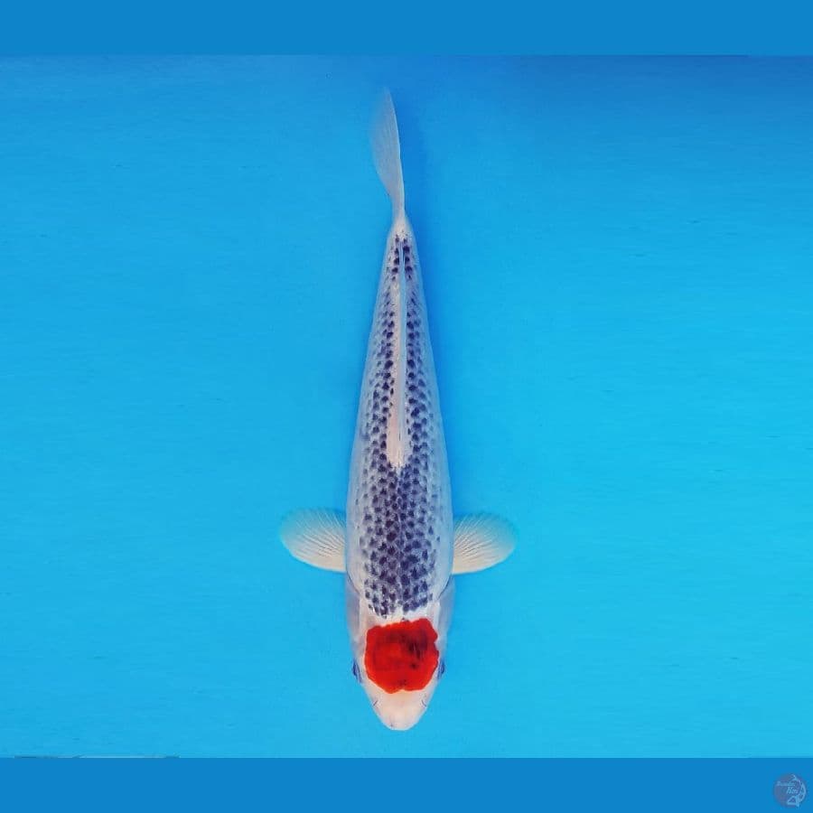MAGURO 4 - Tancho Goshiki 28 cm/male ®