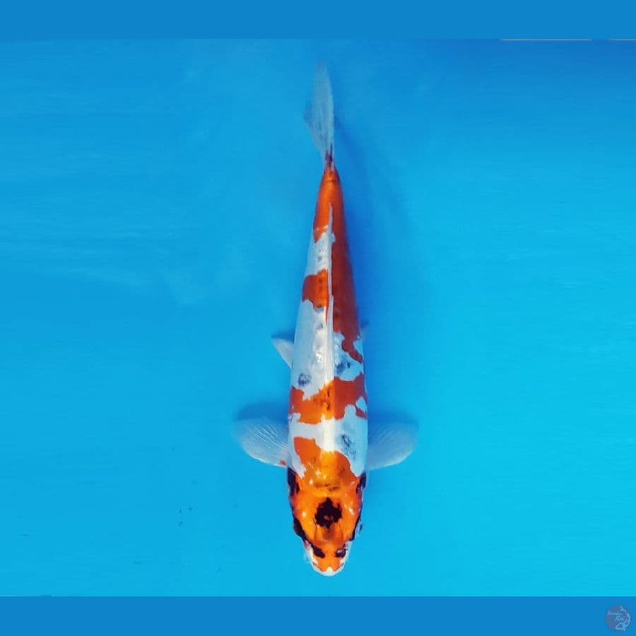 MAGURO 8 - Beni Kikokuryu 25 cm/fm ®