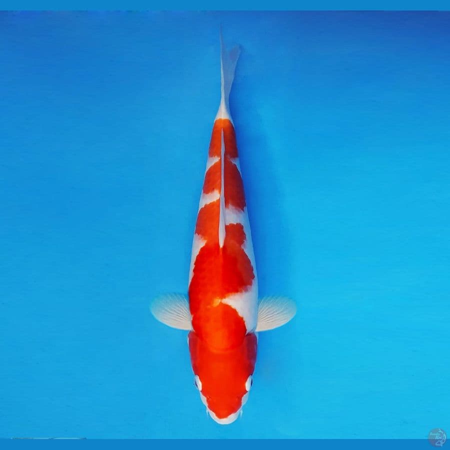 MAGURO 9 - Ai Goromo 39 cm/fm ®
