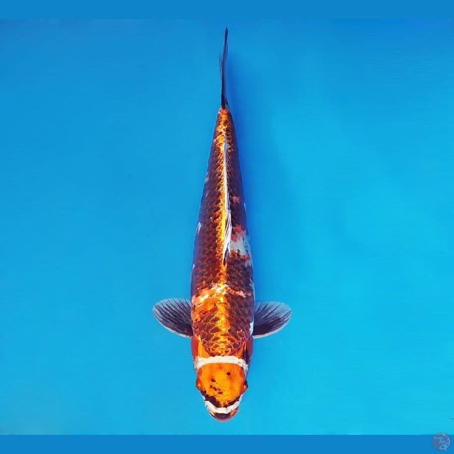 MAGURO 10 - Maruten Kin Showa 39 cm/fm ®