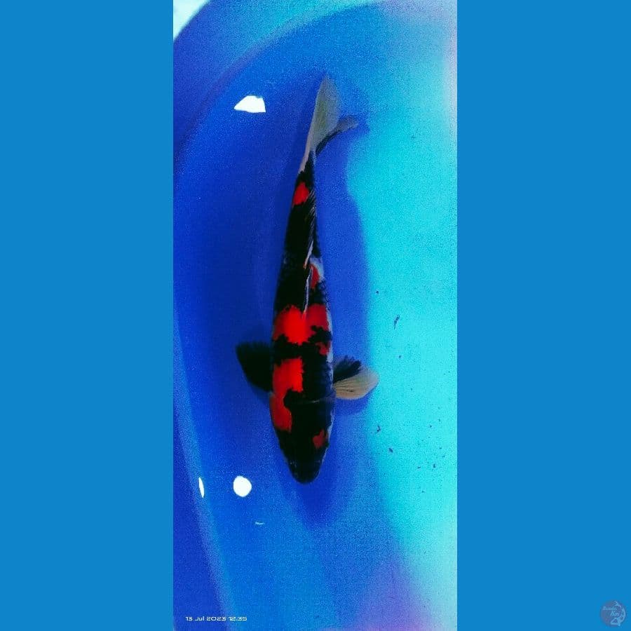 showa 45 cm male