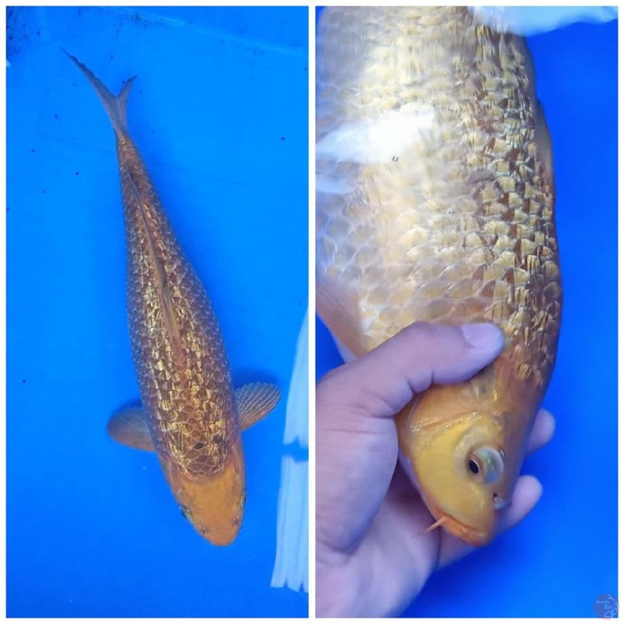 karamel ginrin 34 cm fimale