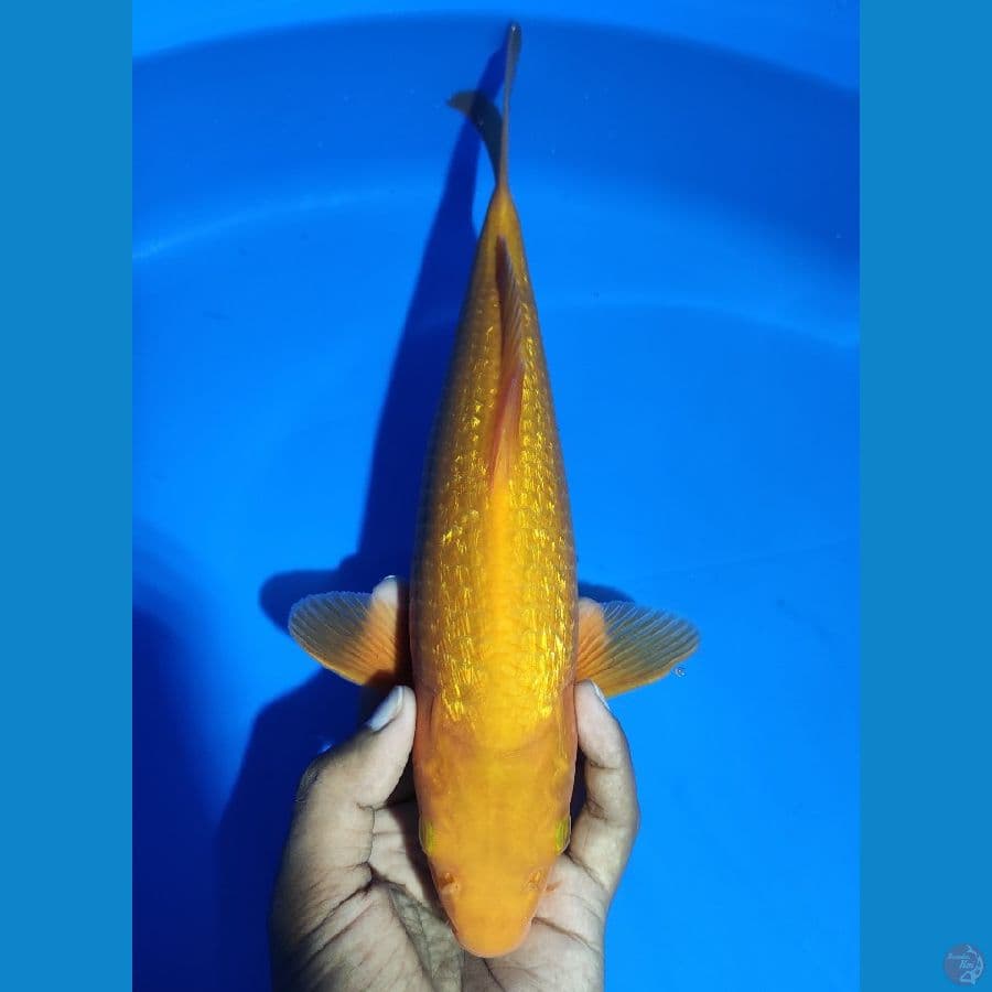 SQ RED KARASI FULL GINRIN 30CM