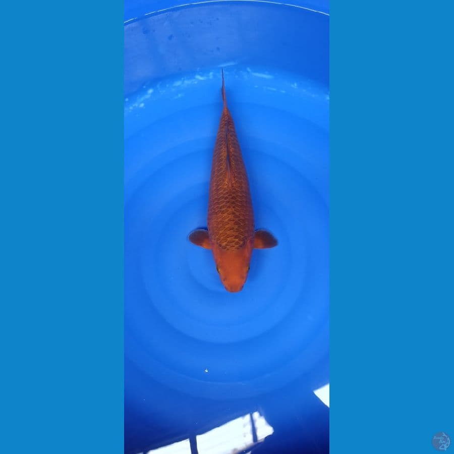 Karamel 35cm male SQ