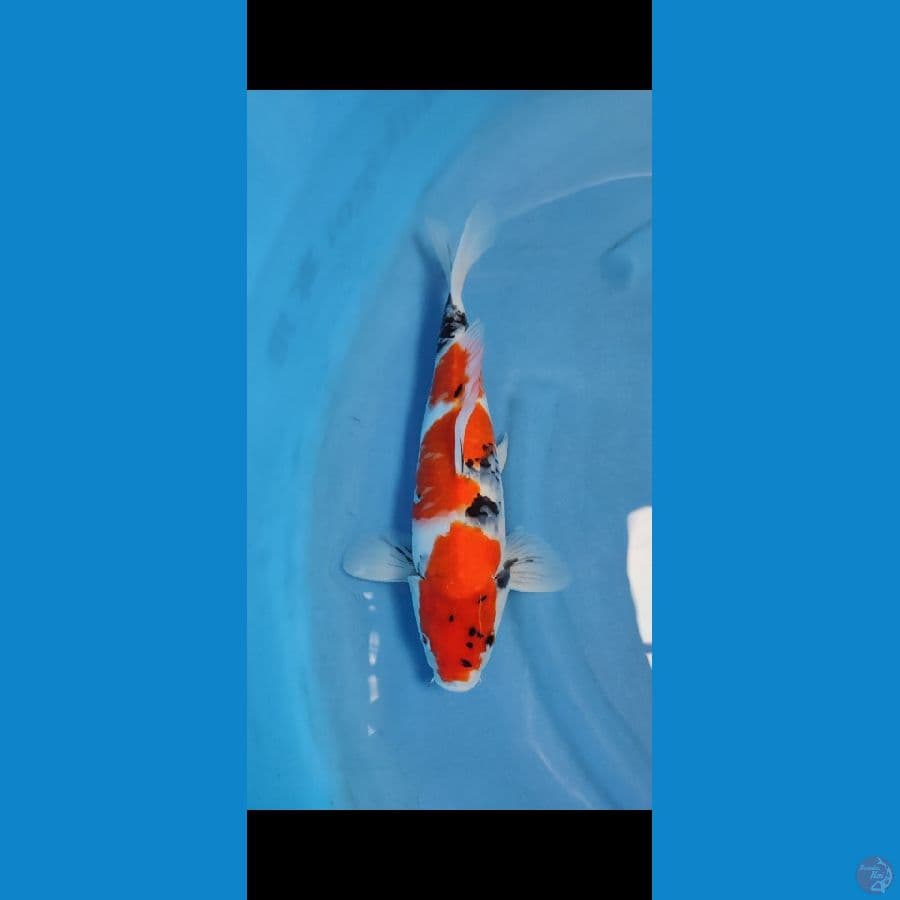 showa original 38 cm jantan bahan bagus