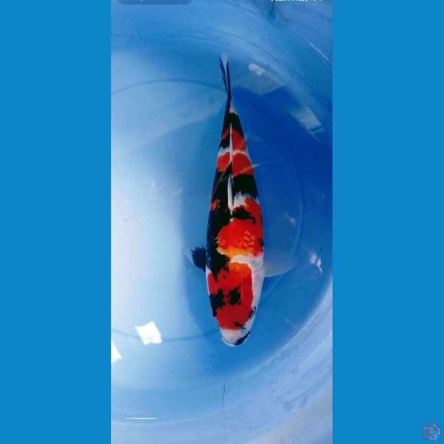 showa 35 cm