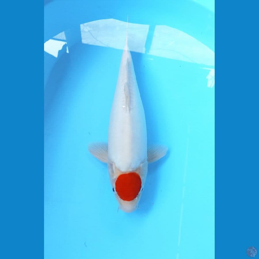 TC doit SQ 37cm male