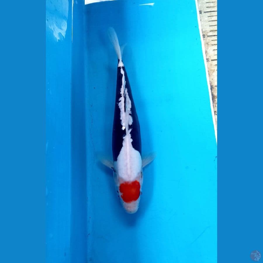 Tc kumon 30cm