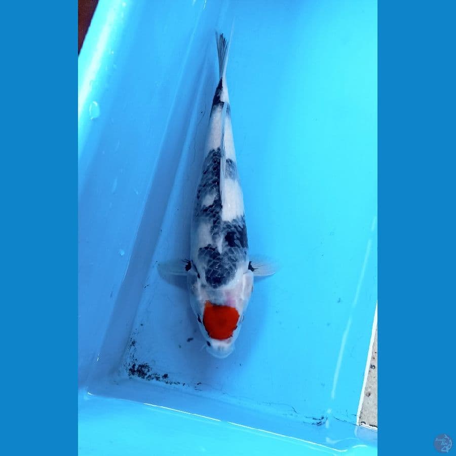 TC showa 32cm