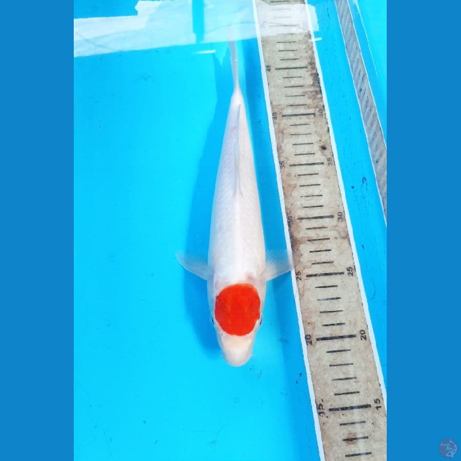 TC kohaku 29cm