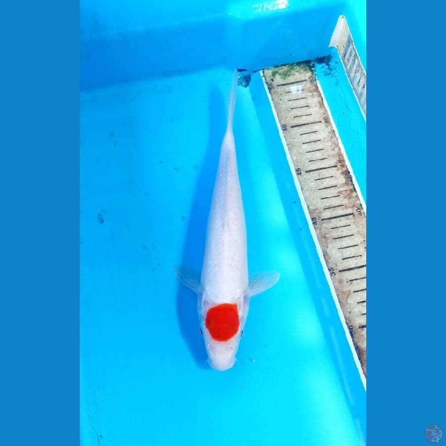 TC kohaku 27cm