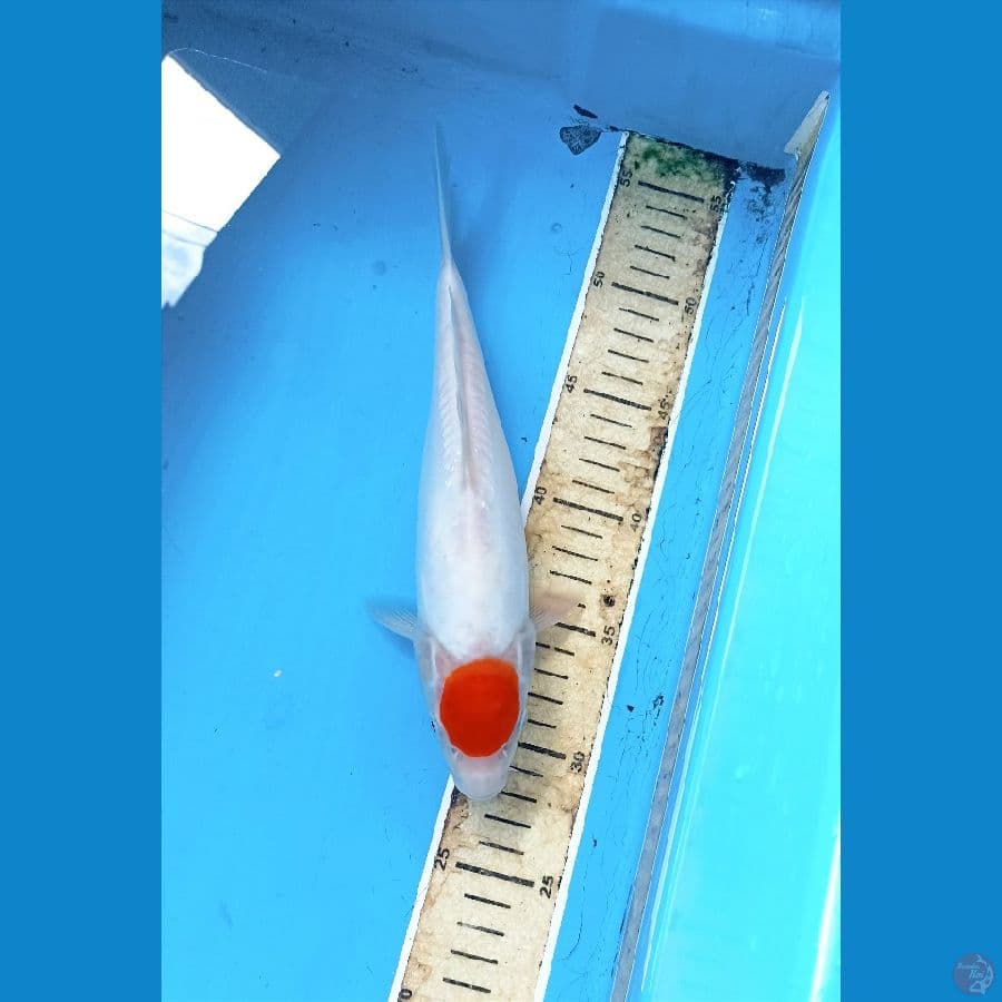 Tc doit 27cm