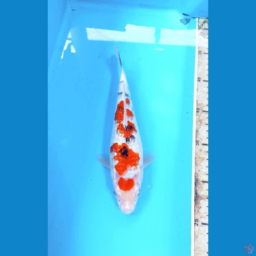 Sanke ginrin 22cm