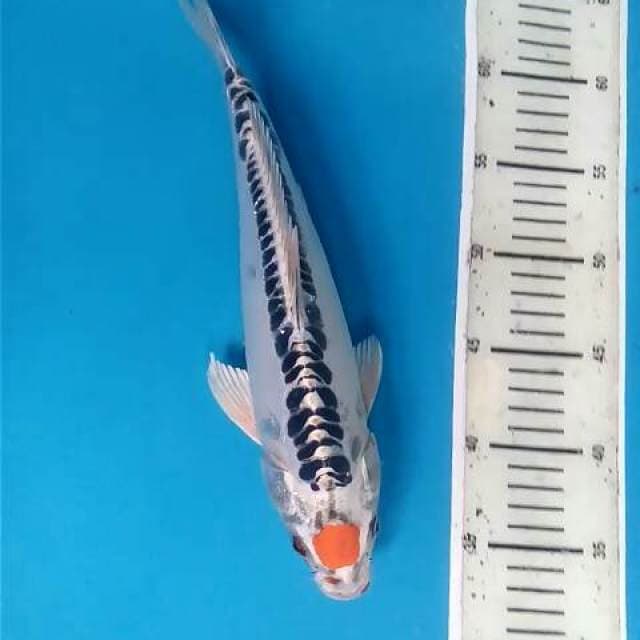 Tancho Shusui Gadis 33cm