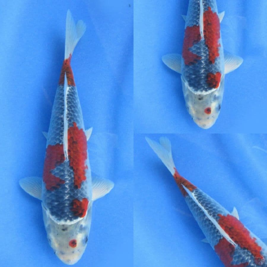29cm , Red Goshiki