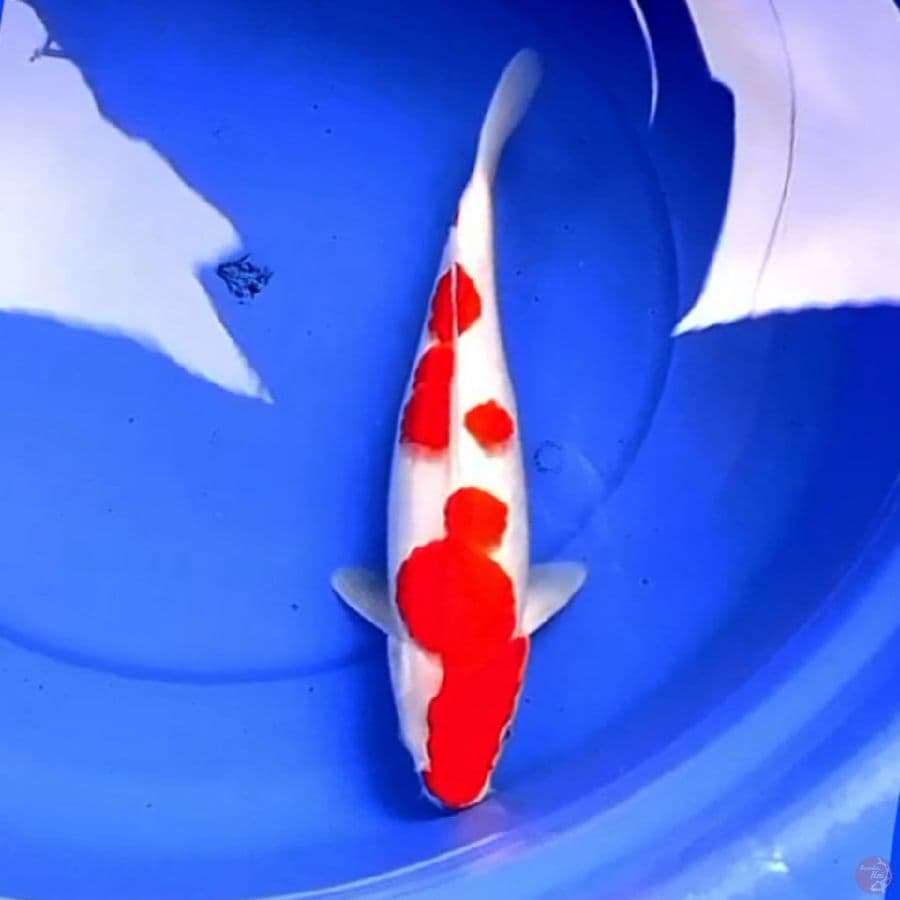 35cm KOHAKU BARAIRONO