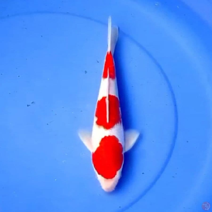 31cm SANDAN KOHAKU