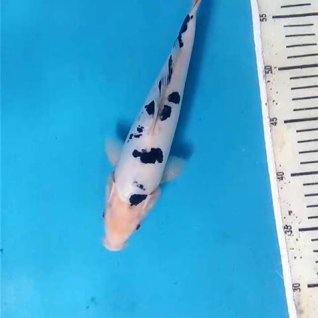 Shiro Bekko 26 cm