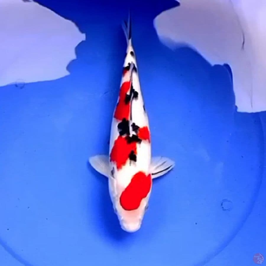 33cm TSUBOSUMI SANKE