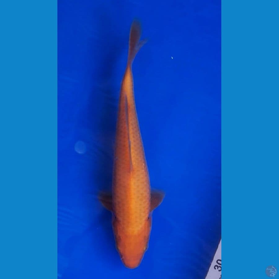 RED KARASHI (25CM)