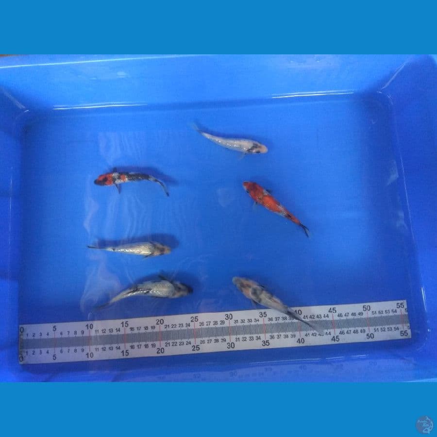 showa shiro ginrin 12-15cm
