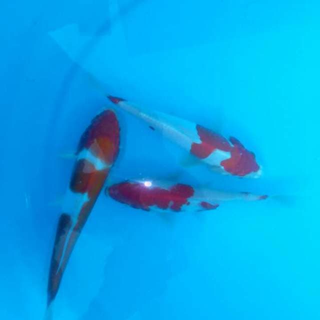 Kohaku dot sisik