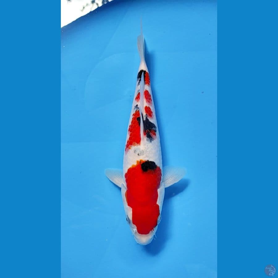 SANKE SQ 22cm