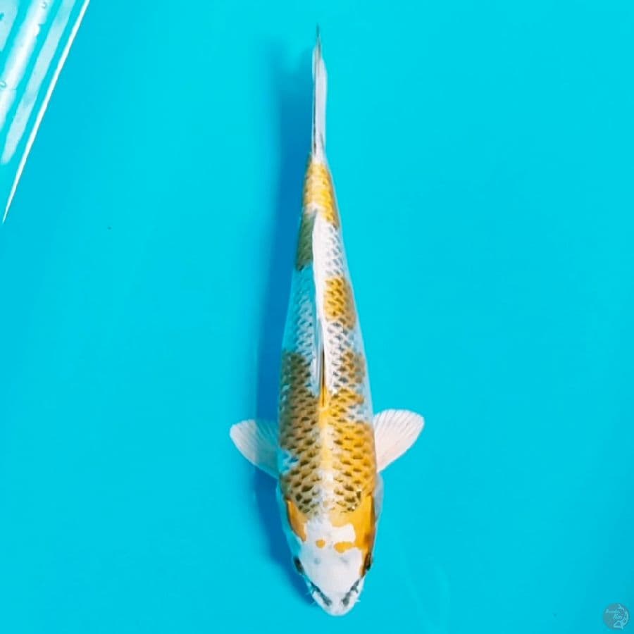 SQ kujaku 33cm