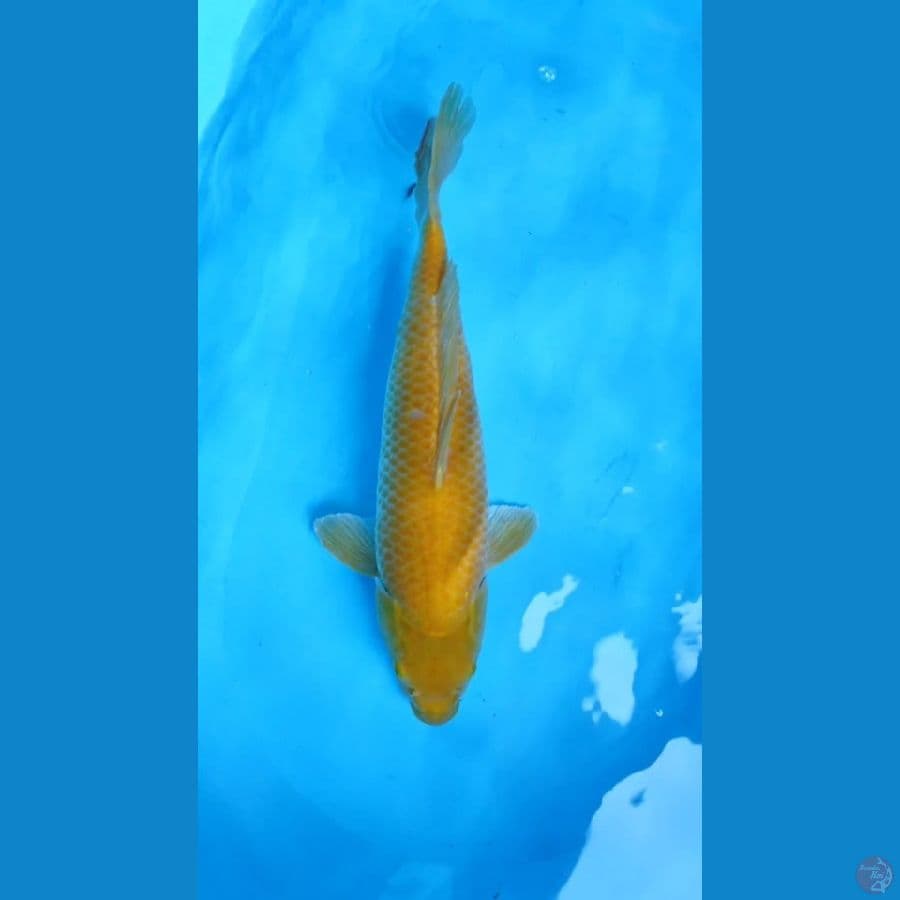 KARASI SIZE 50CM FEMALE