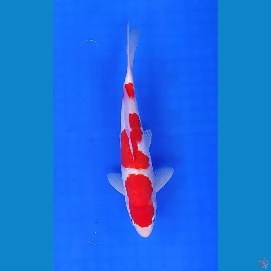 Sandan Kohaku 25cm Jantan