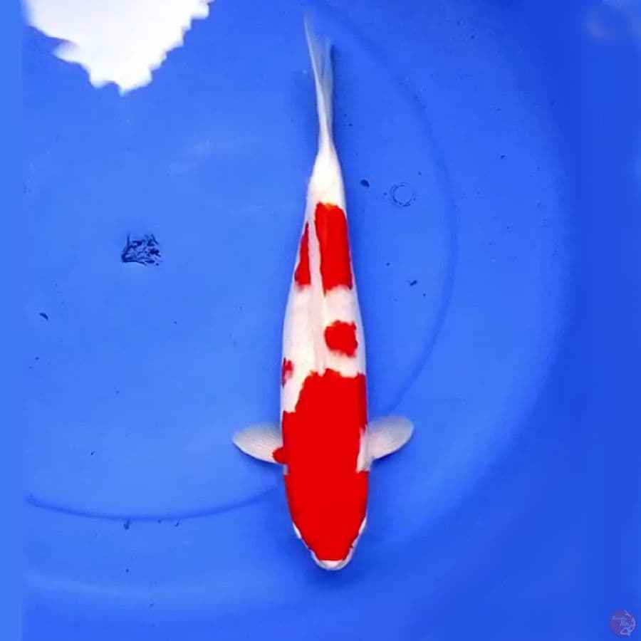 37cm KOHAKU SUPER MERAH