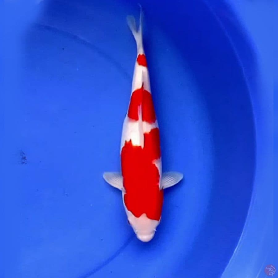 34cm KOHAKU MERAH MERONA