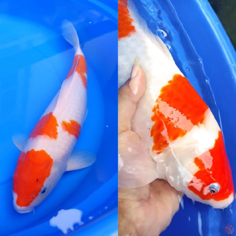 F40 kohaku punuk
